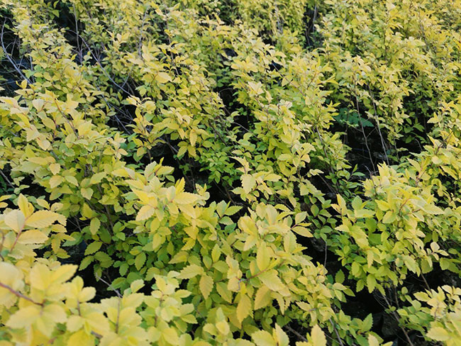 大規模國土綠化扮靚美麗中國