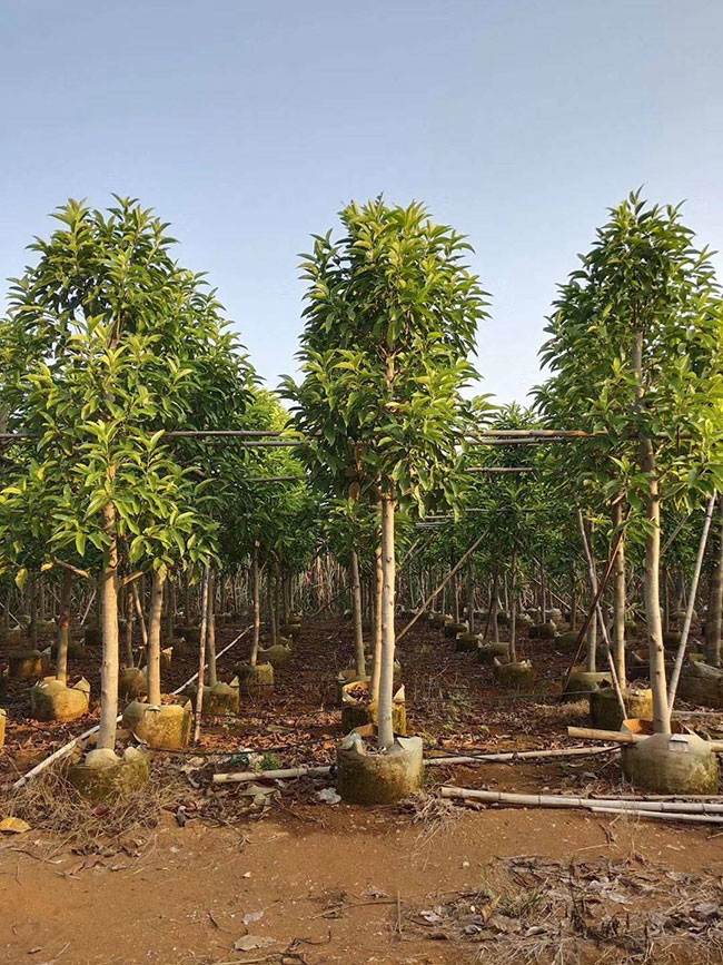 2021年度全國(guó)苗木供需分析報(bào)告 2021年度全國(guó)苗木供需分析報(bào)告