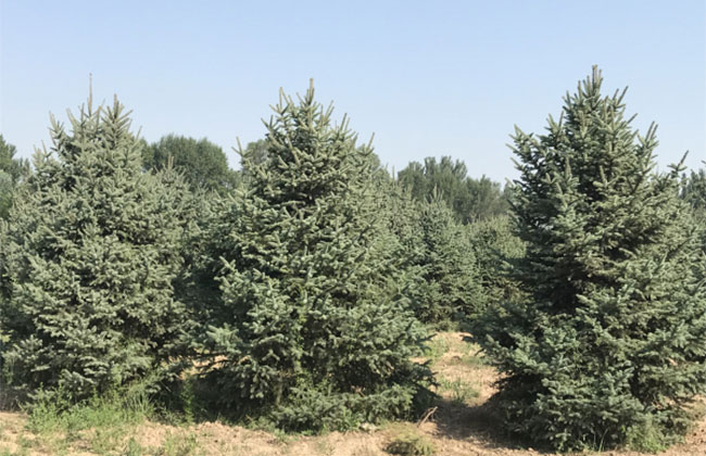 2021年度全國(guó)苗木供需分析報(bào)告 2021年度全國(guó)苗木供需分析報(bào)告