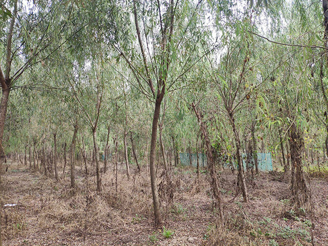 2021年度全國(guó)苗木供需分析報(bào)告 2021年度全國(guó)苗木供需分析報(bào)告